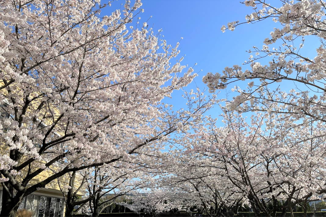 桜